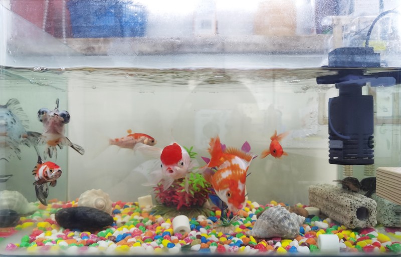 魚(yú)生悟人生