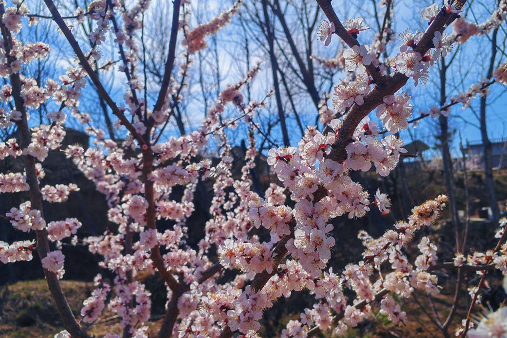 關(guān)于春天：微風(fēng)，野花，風(fēng)箏，還有好久不見的你