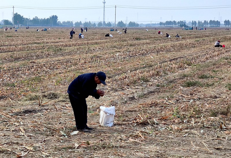 從顆粒歸倉說起