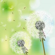 你若盛開，清風(fēng)自來