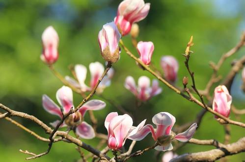 一年之計(jì)在于春，擼起袖子加油干