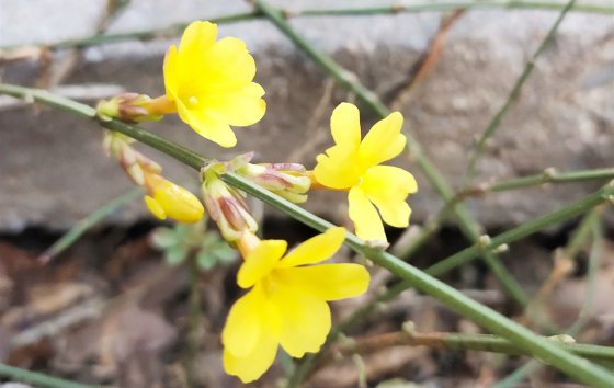 春天已經到來，勝利的腳步還會遠嗎？