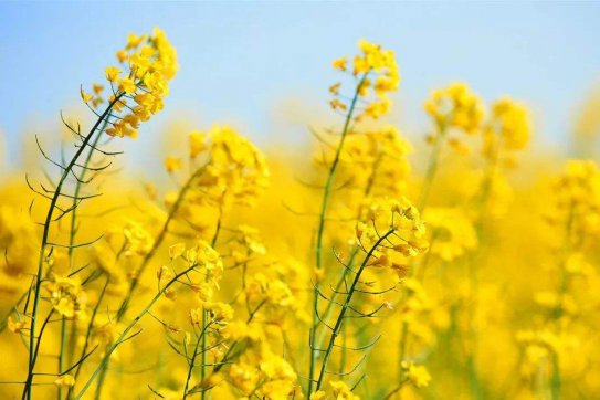 待到疫情散去，一起笑看春暖花開