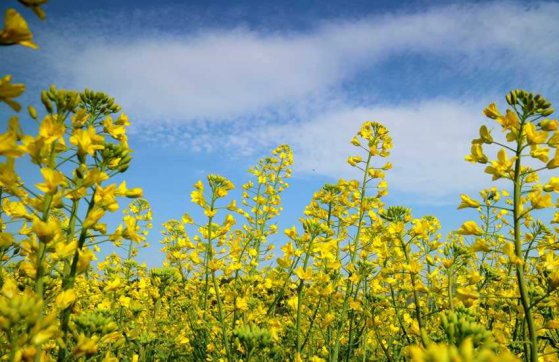 三月，你好