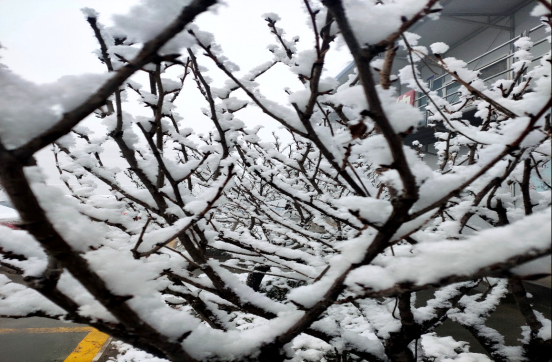 遙念家鄉(xiāng)之雪