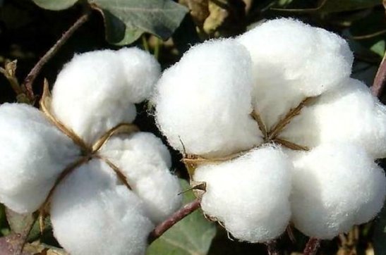 度之往事，驗之來事——我與新疆棉的故事